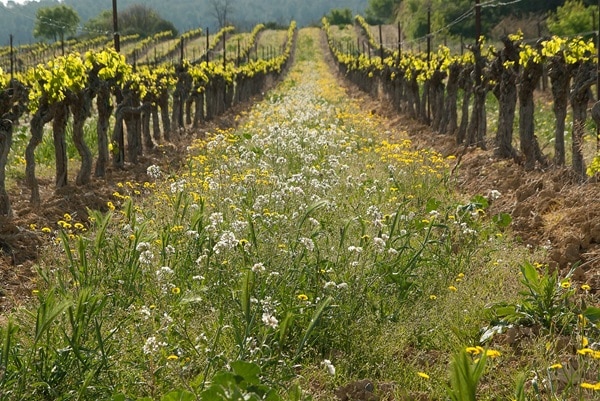 vignoble-en-printemps