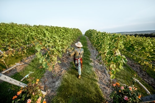 Vignoble avec un homme récoltant des raisins