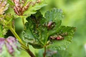 maladie de la vigne