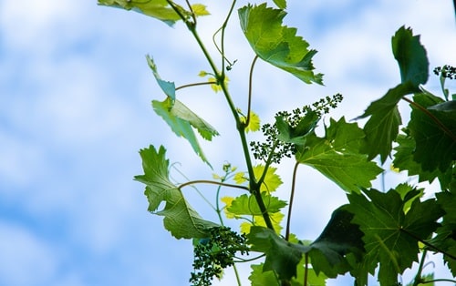 plant vigne en fleur