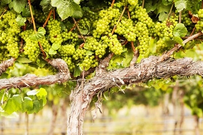 raisins qui poussent sur une vigne