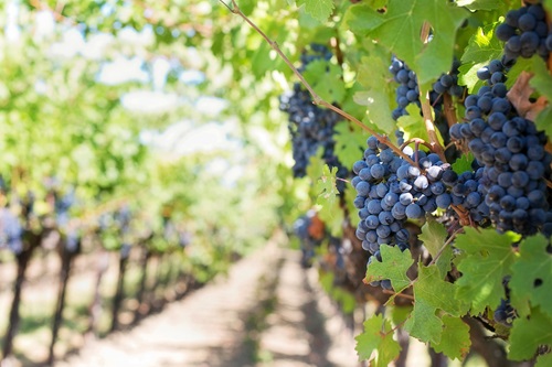 vine  
