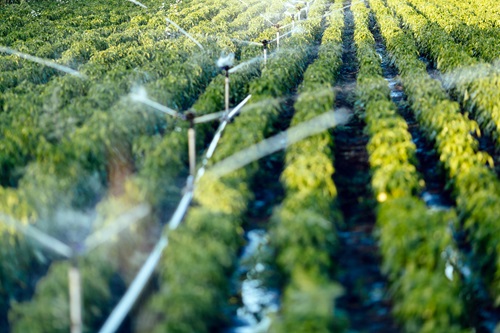 vineyard-irrigation-system