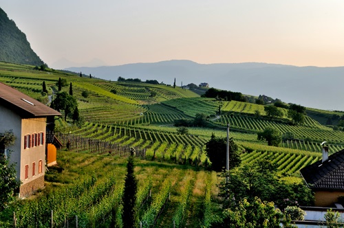 vineyard  
