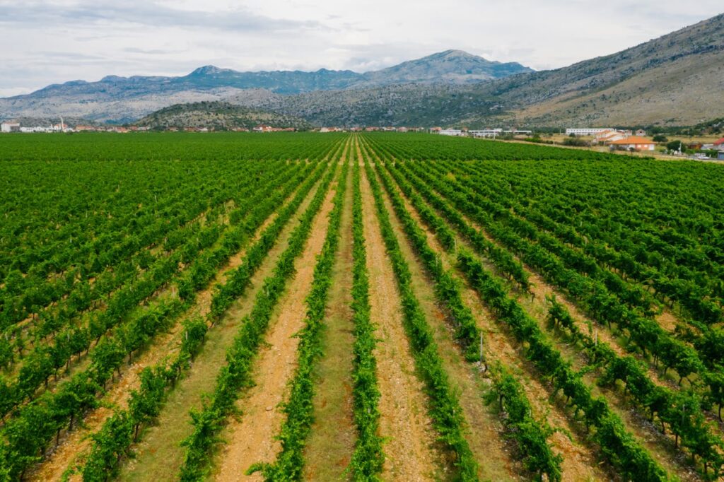 rangées bien alignées de vignes