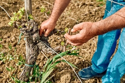 Greffage de vignes