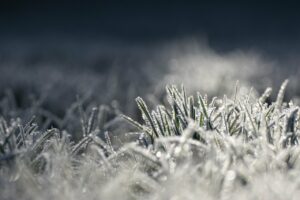 herbe gelée