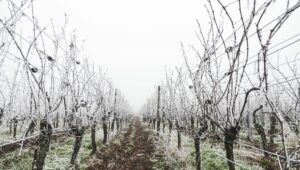 vignes gelées dégats