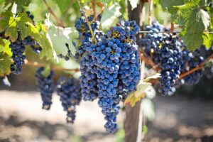 grapes-vignes