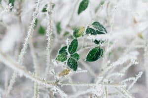 feuille dans la glace