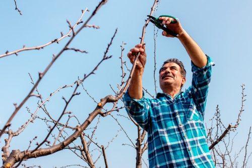 Agriculteur taillant un arbre dans un verger à l'aide d'un sécateur