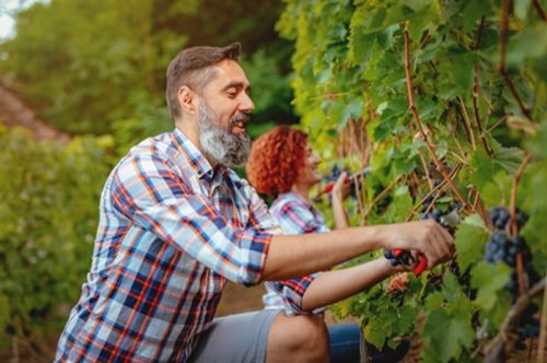 homme qui taille une vigne